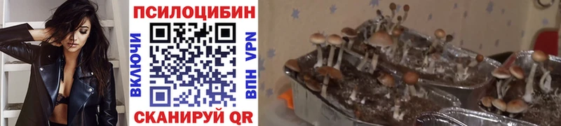 hydra как зайти  Ивангород  Псилоцибиновые грибы Psilocybine cubensis 